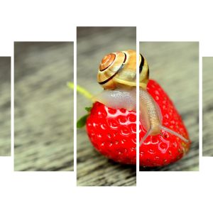 Polž