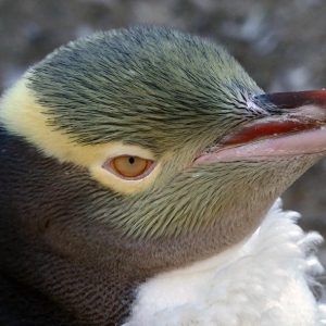 Rumenooki pingvin